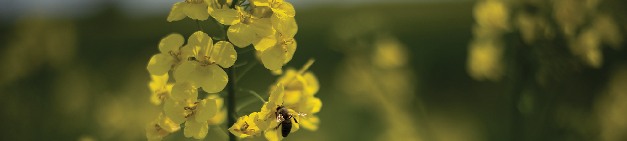 panorama - pszczoła na kwiatku